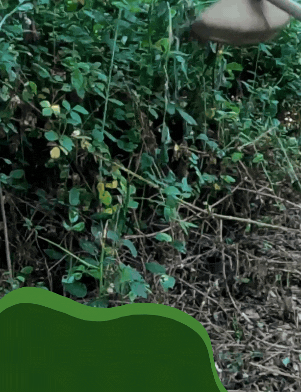 Dessouchage Rognage Elagage Bouvier Express