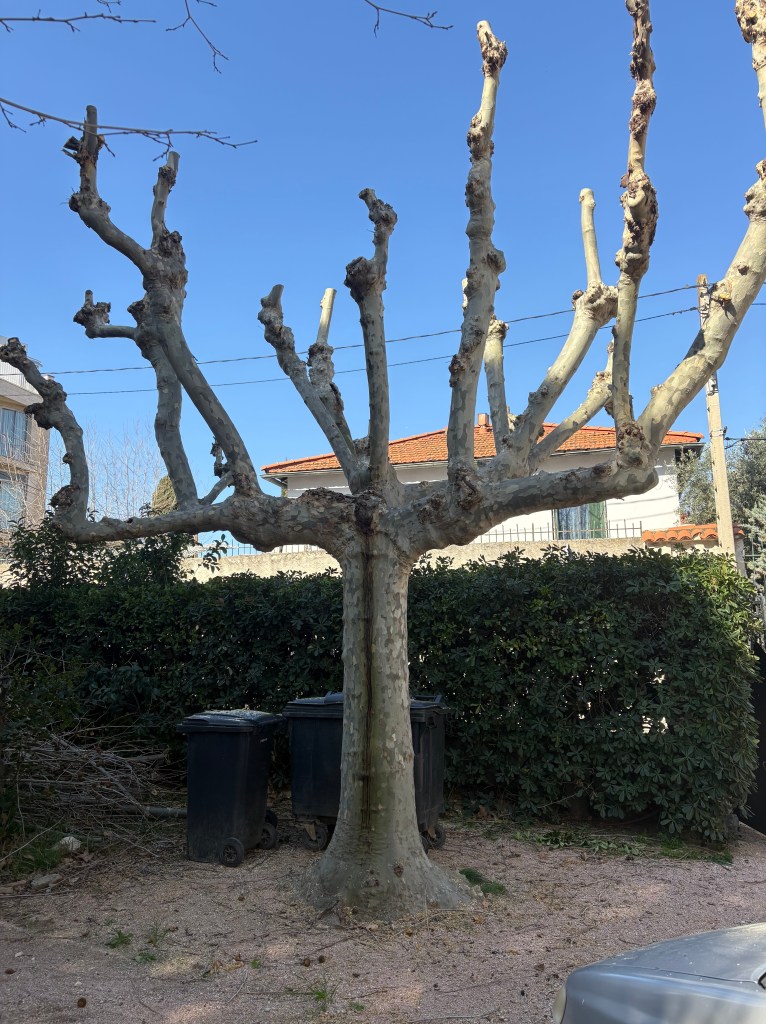 Elagage Saint Cyr sur Mer