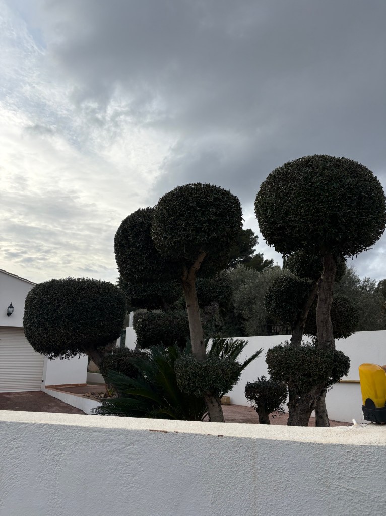 Elagage Saint Cyr sur Mer