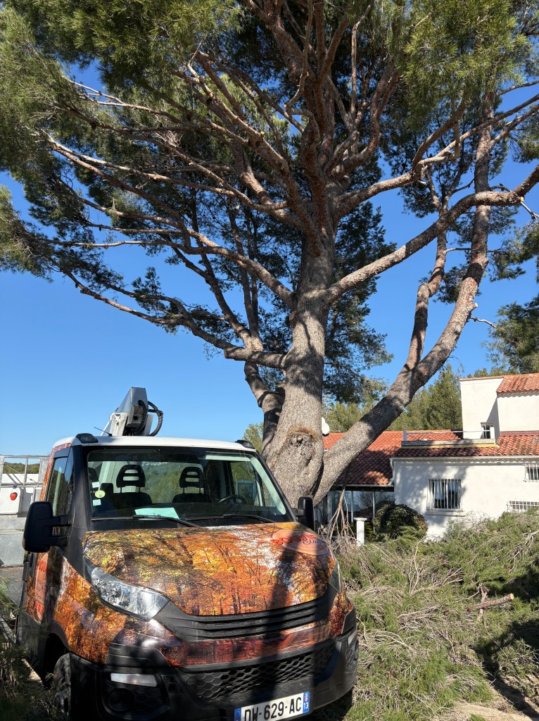 Elagage Saint Cyr sur Mer