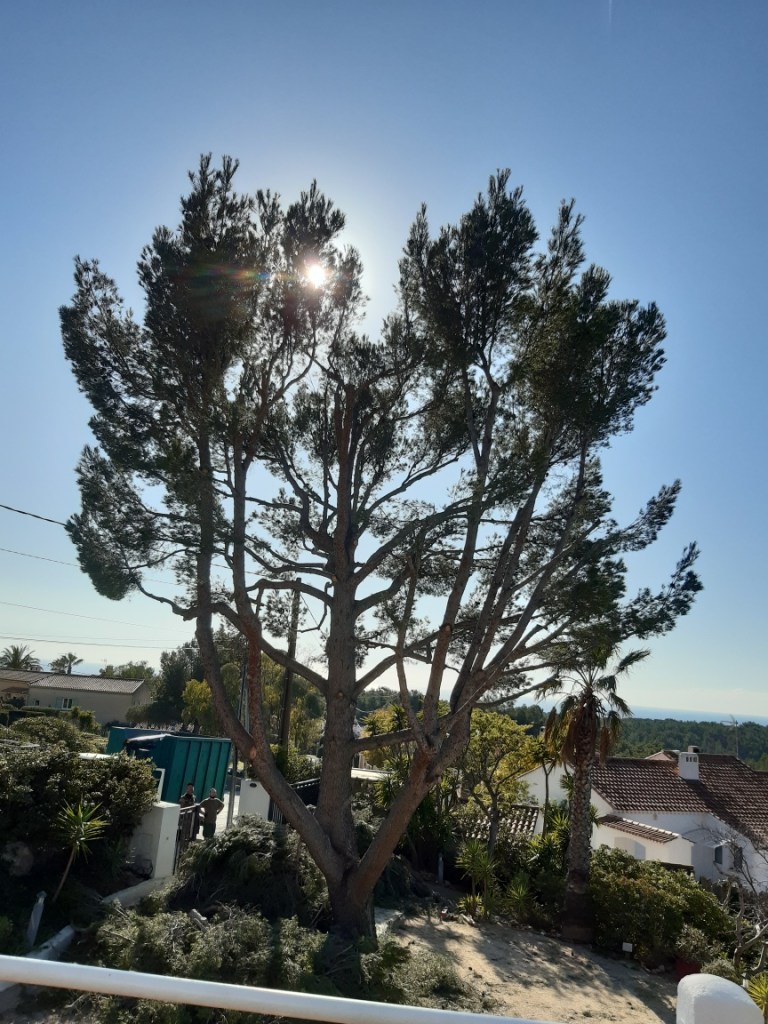 Elagage Saint Cyr sur Mer