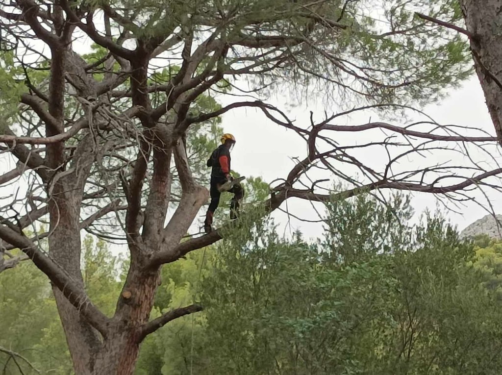 Elagage Saint Cyr sur Mer