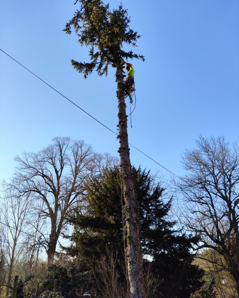 Elagage Saint Cyr sur Mer