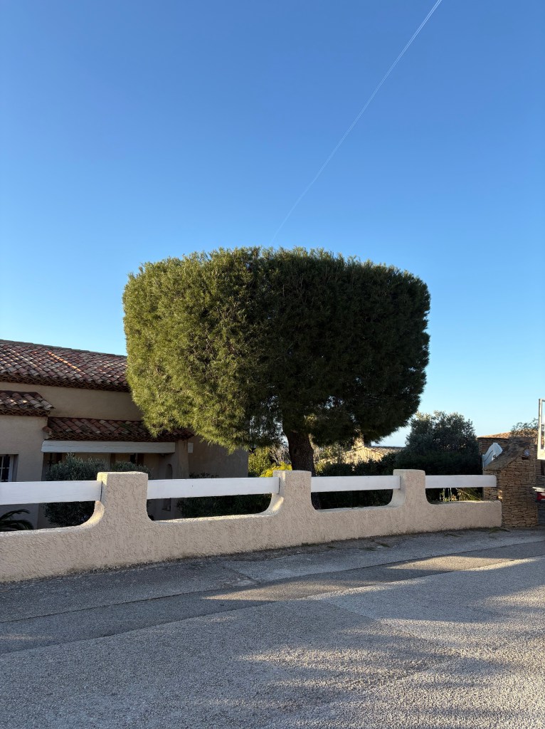 Elagage Saint Cyr sur Mer