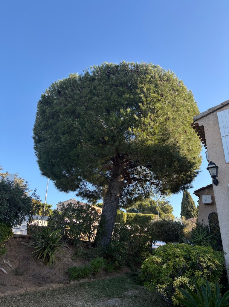 Elagage Saint Cyr sur Mer