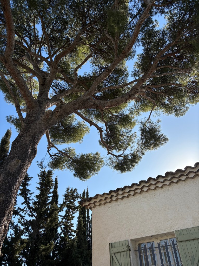 Elagage Saint Cyr sur Mer