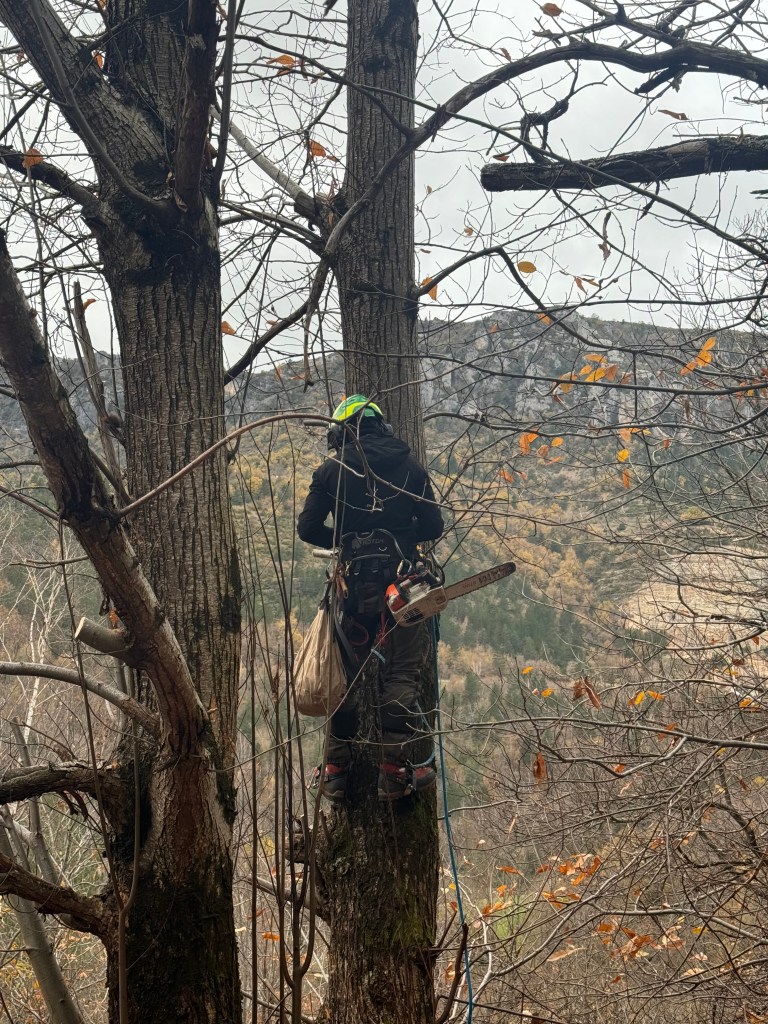 Elagage Saint Cyr sur Mer