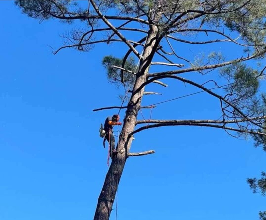 Elagage Bouvier Express