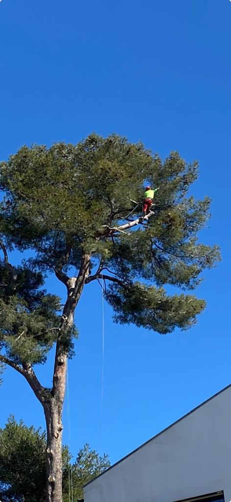 Elagage Saint Cyr sur Mer