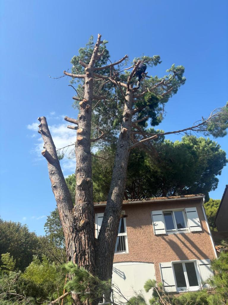 Elagage Saint Cyr sur Mer