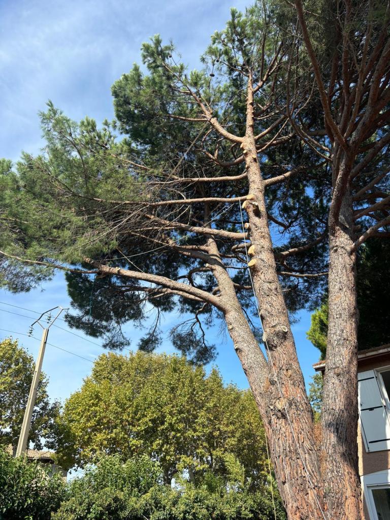 Elagage Saint Cyr sur Mer