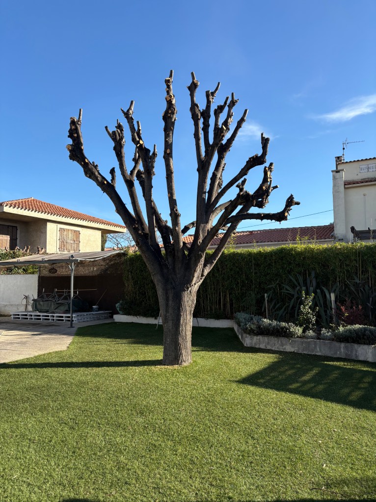 Elagage Saint Cyr sur Mer