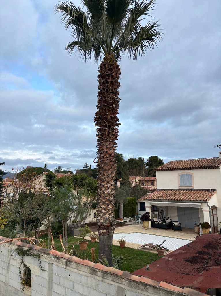 Elagage Saint Cyr sur Mer