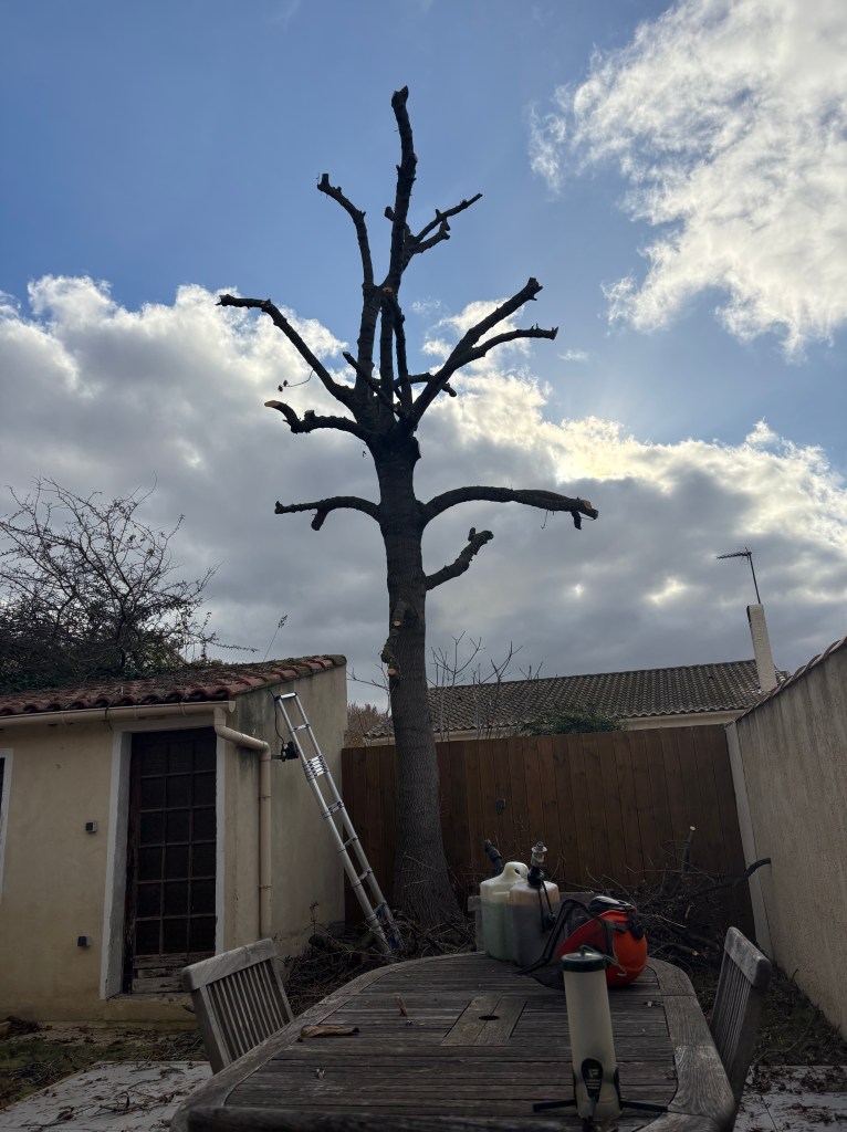 Elagage Saint Cyr sur Mer