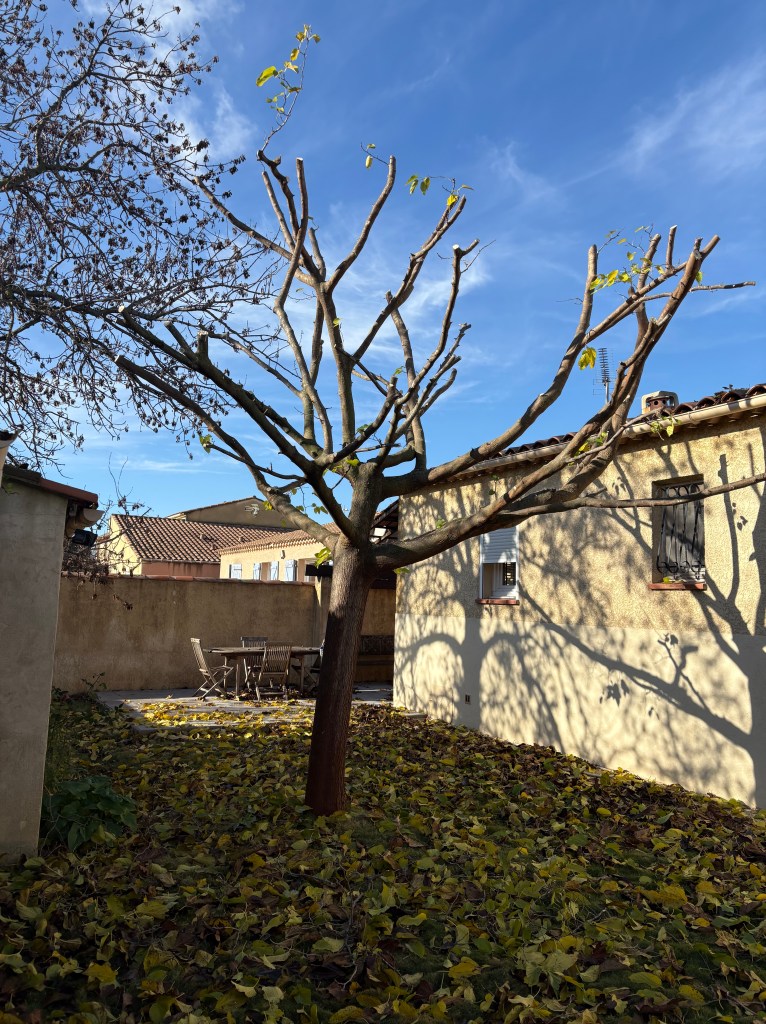 Elagage Saint Cyr sur Mer