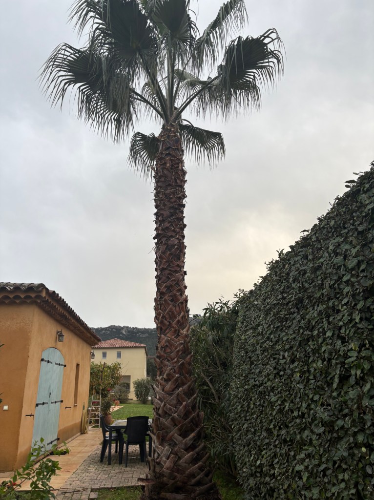 Elagage Saint Cyr sur Mer