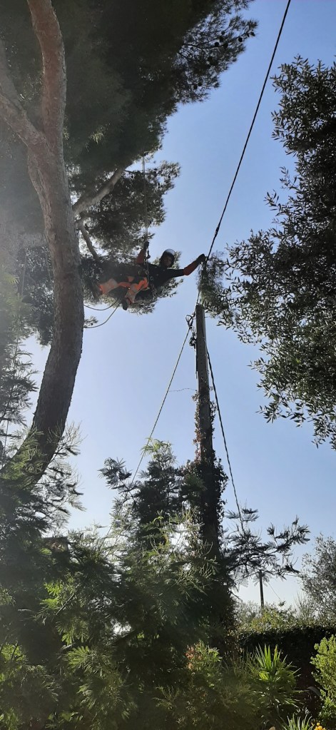 Elagage Saint Cyr sur Mer