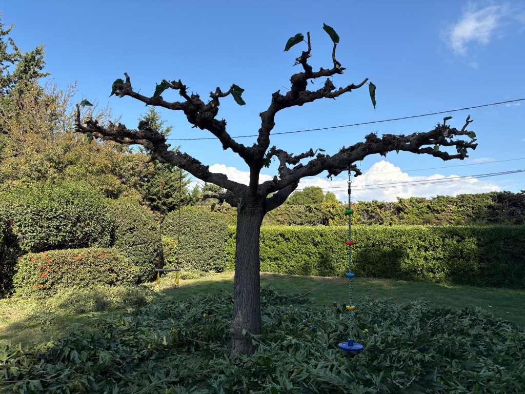 Elagage Saint Cyr sur Mer