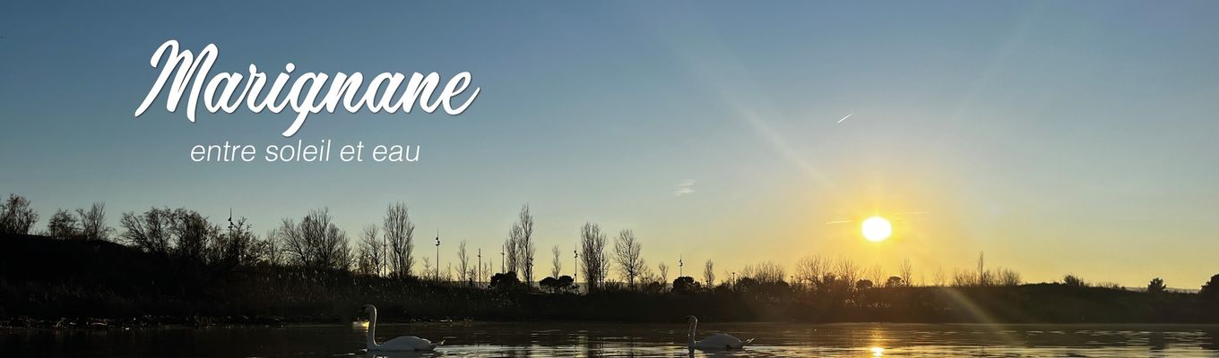 Élagage & Abattage d’Arbres à Marignane