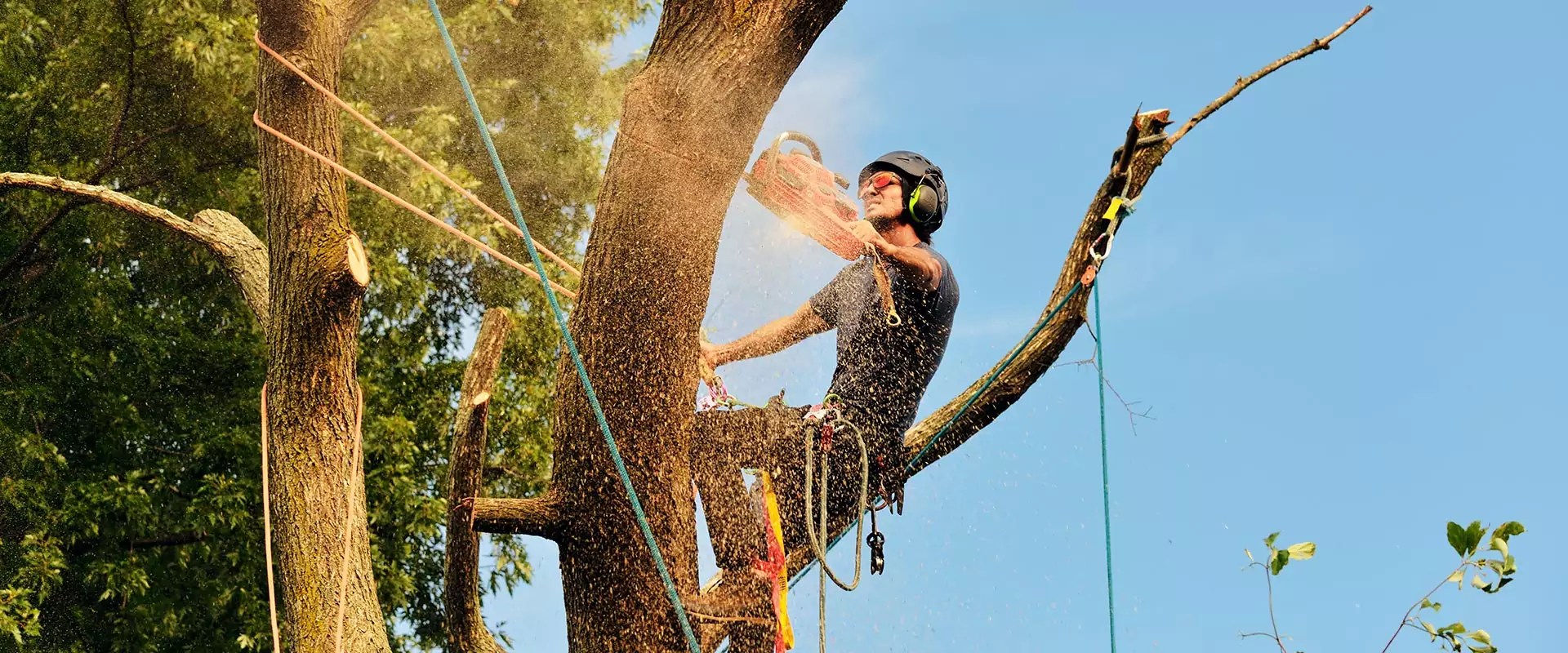 Abattage d’Arbres à Les Crêtes La Ciotat : Élagueur Local Certifié