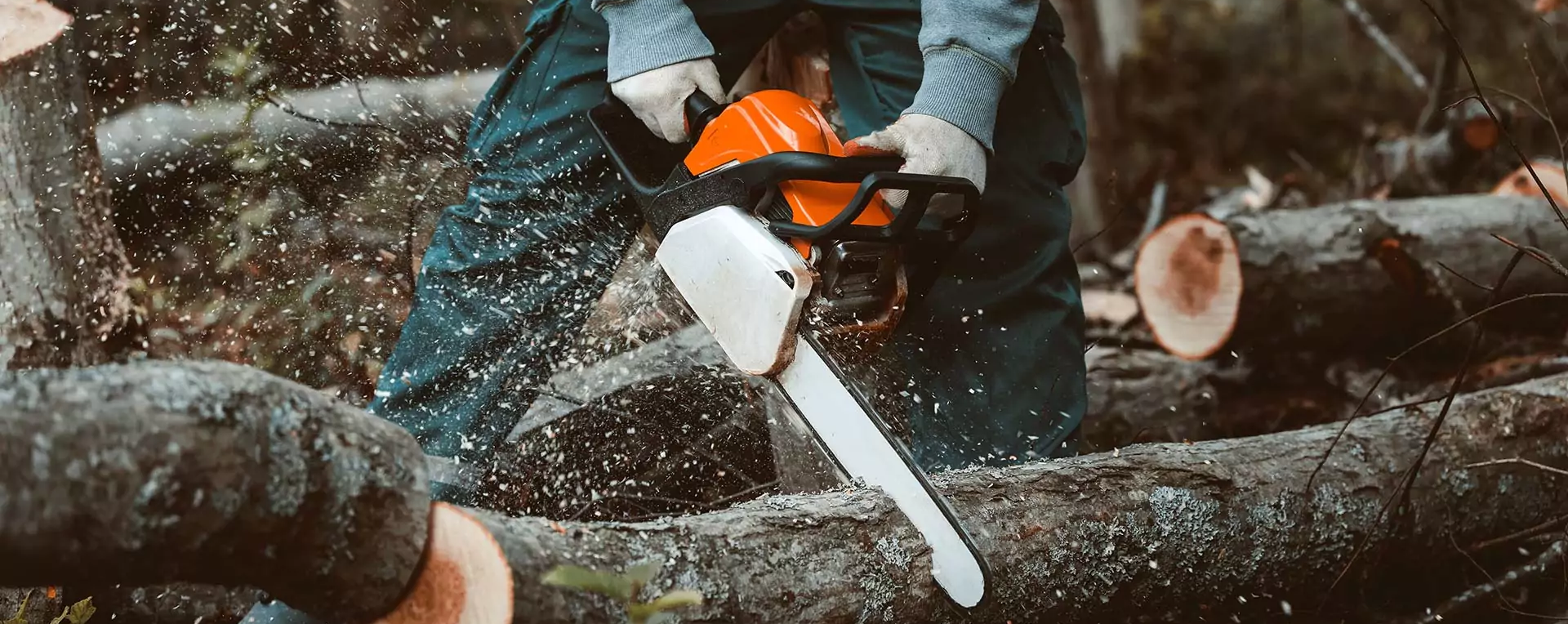 Abattage d’Arbres et Entretien à La Ciotat Ouest 