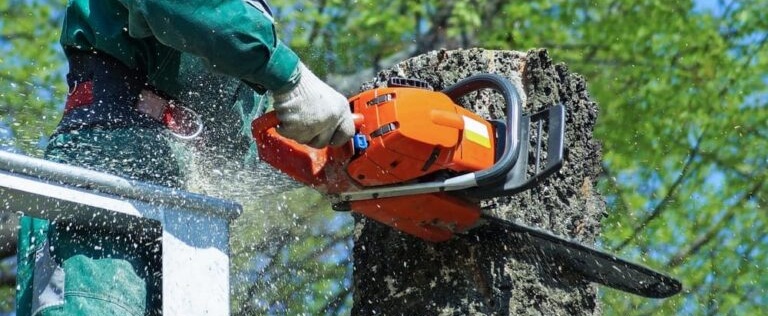 Élagage d’Arbres à Beaucours La Gorguette – Élagage Sanary-sur-Mer