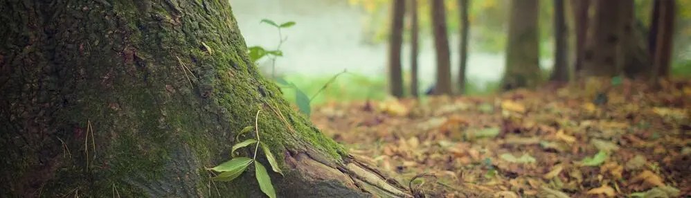 Élagage d’arbres et entretien d’espaces verts aux Calanques de La Ciotat