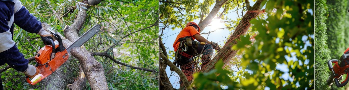 Élagage et Abattage d’Arbres à Sanary Centre-Ville