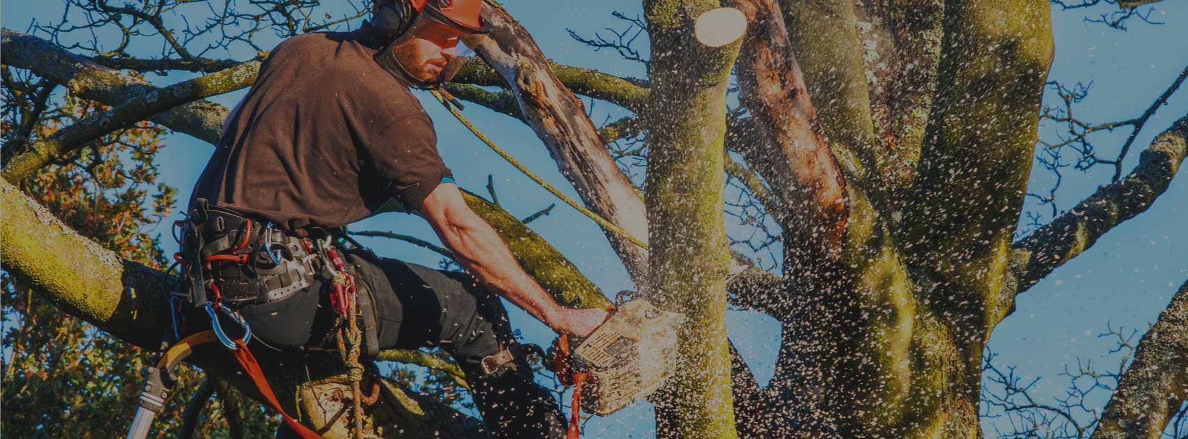 Taille, Abattage et Dessouchage à Pierredon Sud Sanary