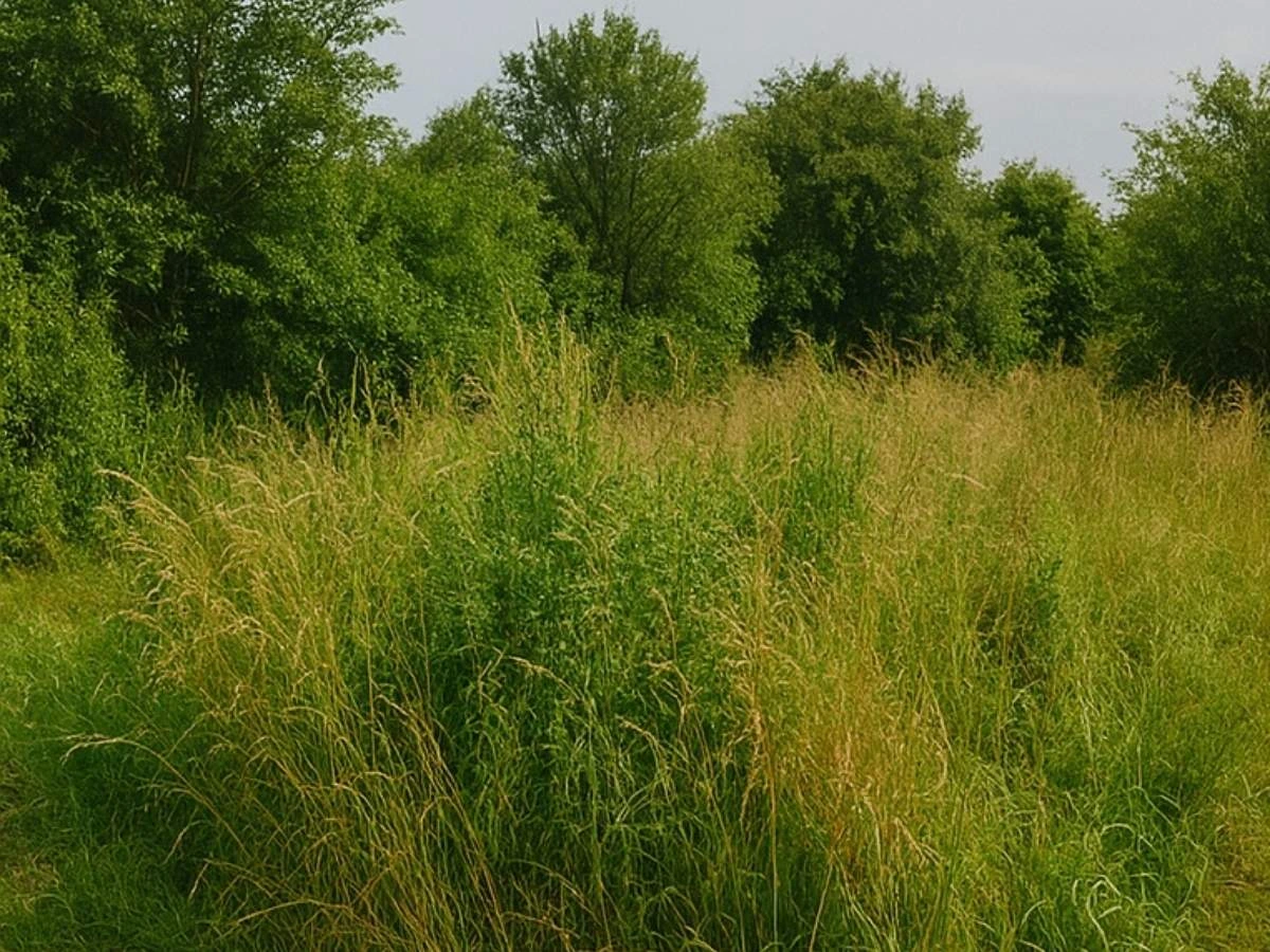 Débroussaillage à Marseille avant intervention Élagage Bouvier