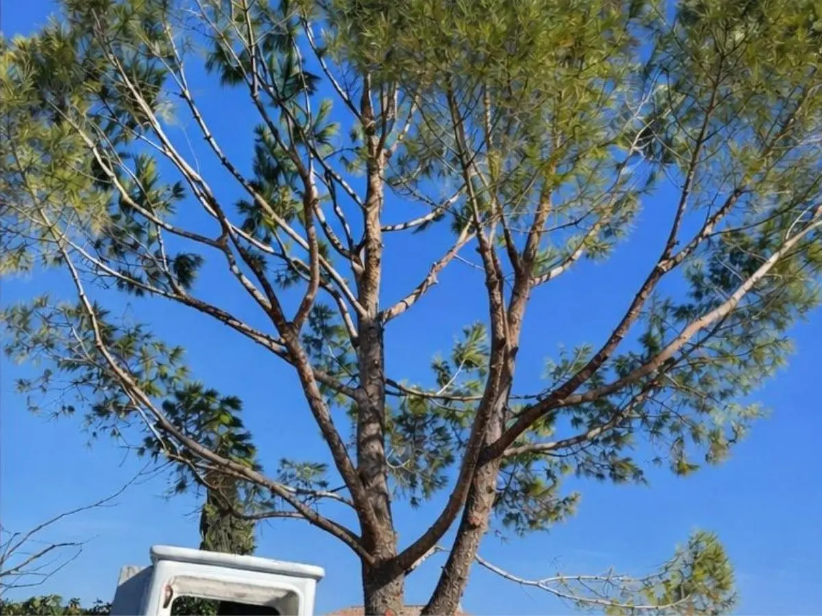 Élagage d'arbre à Marseille après intervention Élagage Bouvier
