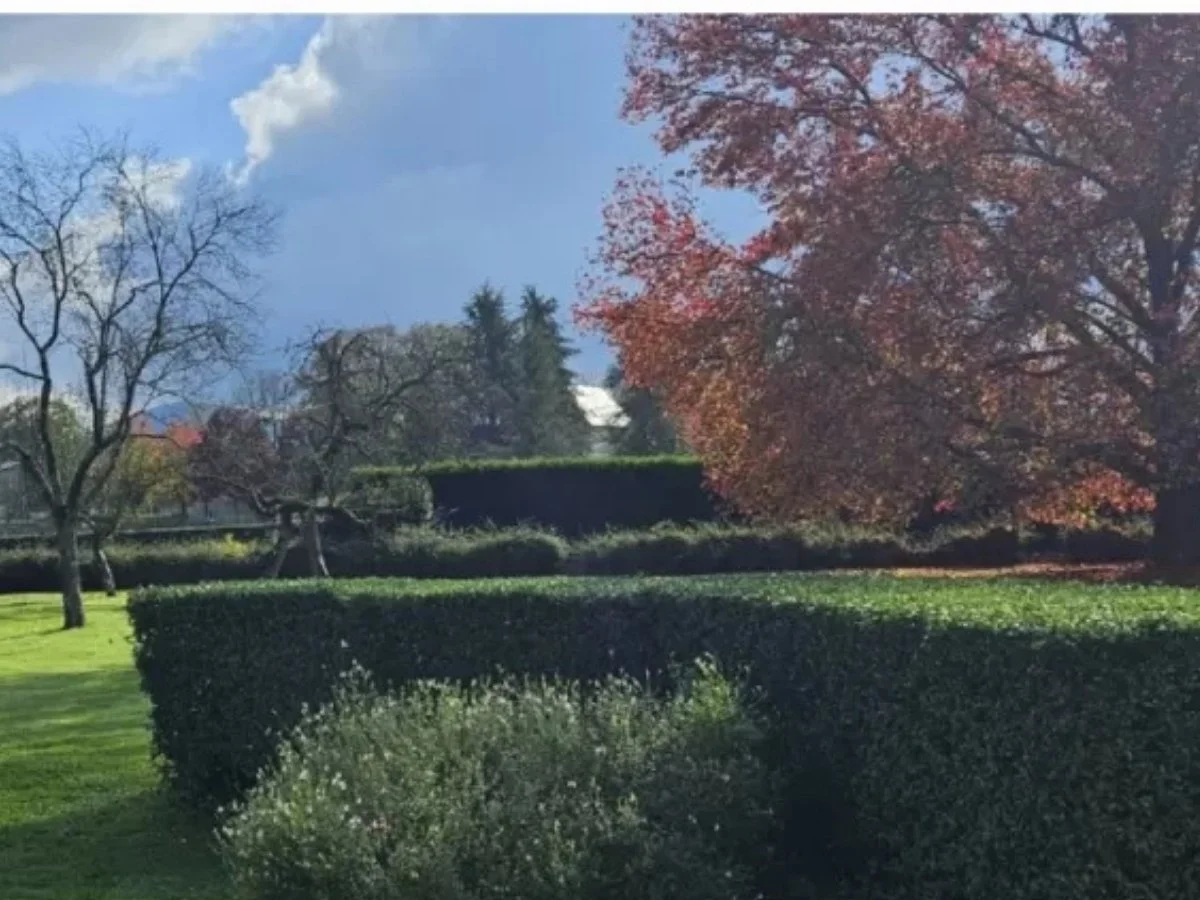 Taille de haie à Saint-Cyr-sur-Mer après intervention Élagage Bouvier